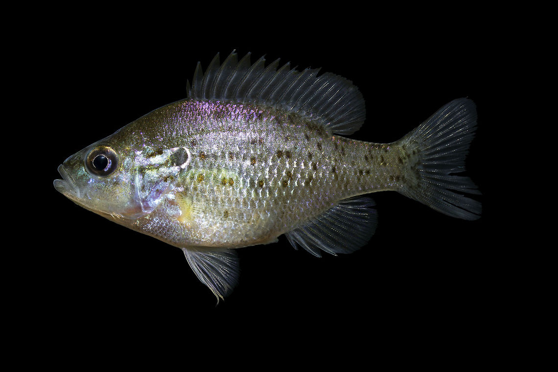 Orangespotted Sunfish(Female)-Scioto River Drainage, Ohio Although they aren't  as flashy as the males, I'm pretty happy with how this one turned out! Geotagged,Lepomis humilis,Orangespotted sunfish,United States