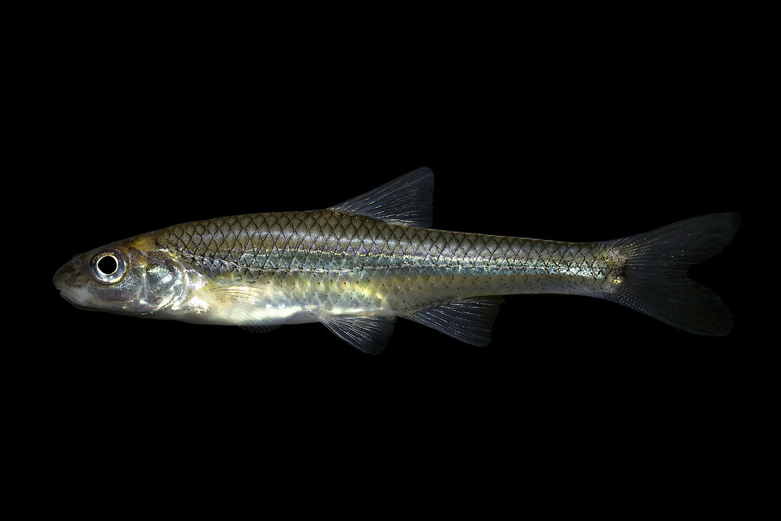 Bigmouth Shiner-East Fork Rocky River, Ohio Photographed and released at point of capture Bigmouth shiner,Geotagged,Notropis dorsalis,United States