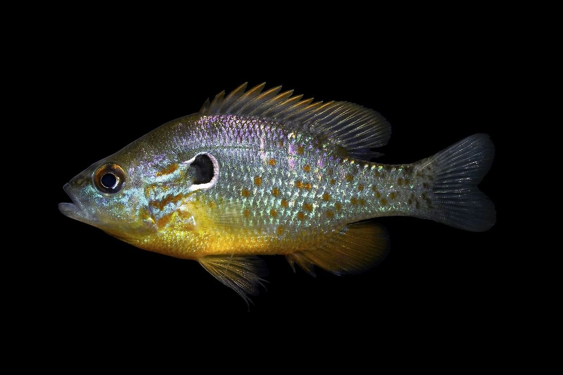 Orangespotted Sunfish(Male)-Olentangy River, Ohio  Geotagged,Lepomis humilis,Orangespotted sunfish,United States