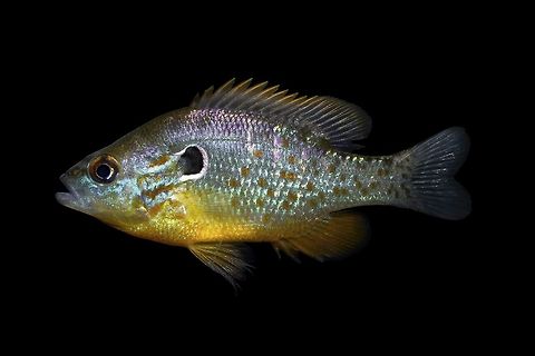Orangespotted Sunfish(Male)-Olentangy River, Ohio  Geotagged,Lepomis humilis,Orangespotted sunfish,United States