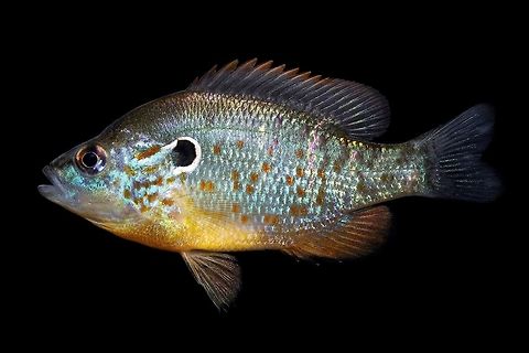 Orangespotted Sunfish-Lower Scioto RIver Drainage, Ohio Haven't had much time lately to edit photos with everything going on. As I started working through my longear photos from our megalotis/peltastes  research, I stumbled upon one of my orangespotted sunfish photos I never posted, so here it is! More longears to come in the following weeks  Lepomis humilis,Orangespotted sunfish