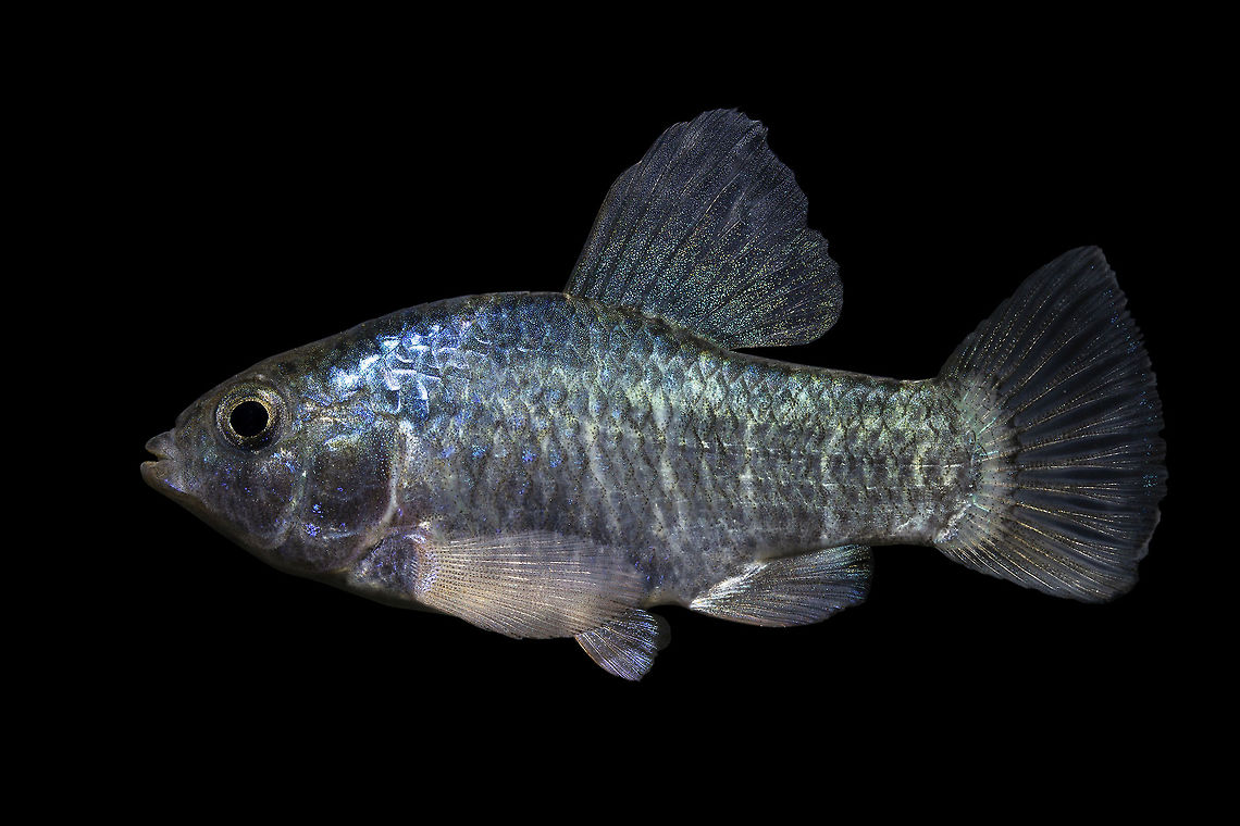 Sheepshead Minnow(Male)-Huntington Beach State Park, South Carolina Slightly different color phase Cyprinodon variegatus variegatus,Geotagged,Sheepshead minnow,United States