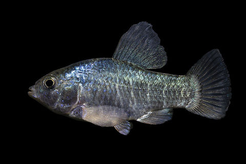 Sheepshead Minnow(Male)-Huntington Beach State Park, South Carolina Slightly different color phase Cyprinodon variegatus variegatus,Geotagged,Sheepshead minnow,United States