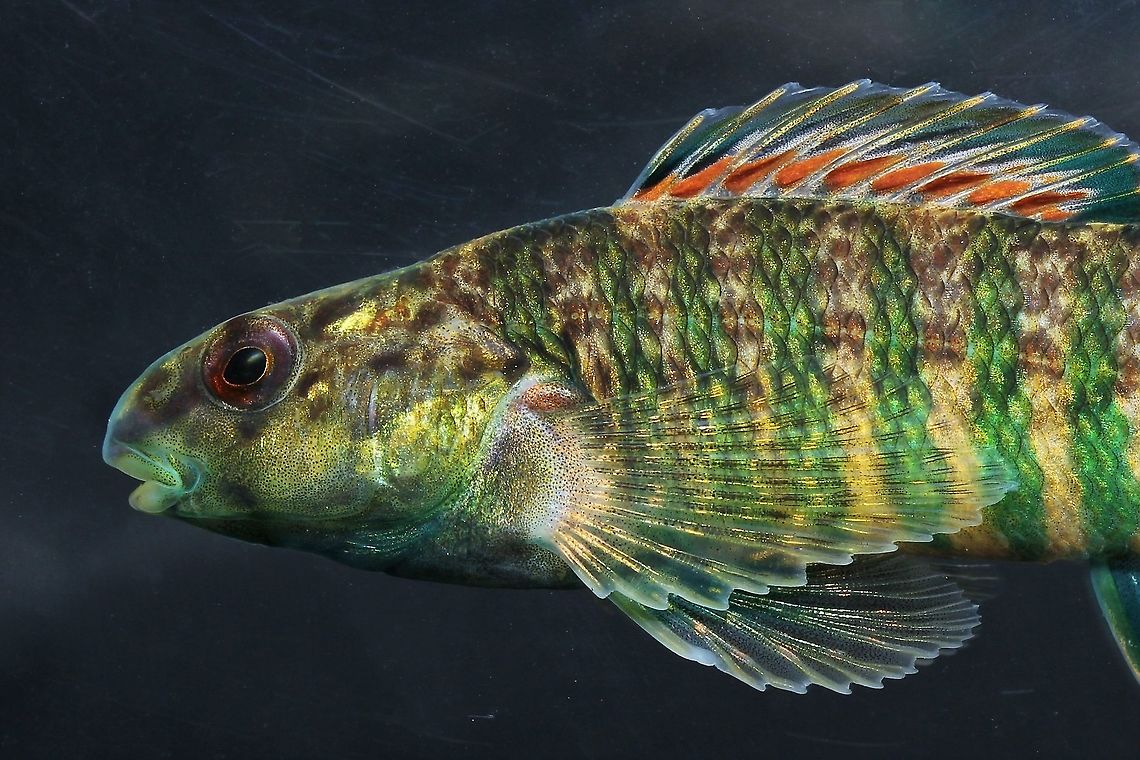 Banded Darter (Male)-Lower Whitewater RIver Drainage, Southwest Ohio  Banded darter,Etheostoma zonale,Geotagged,Spring,United States