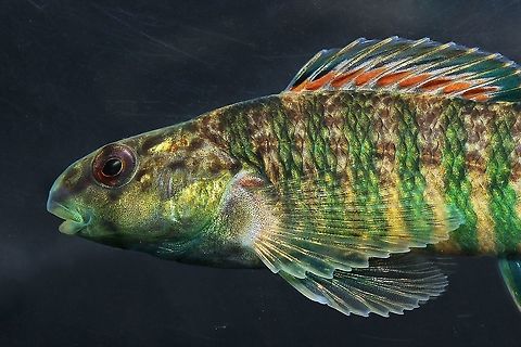 Banded Darter (Male)-Lower Whitewater RIver Drainage, Southwest Ohio  Banded darter,Etheostoma zonale,Geotagged,Spring,United States