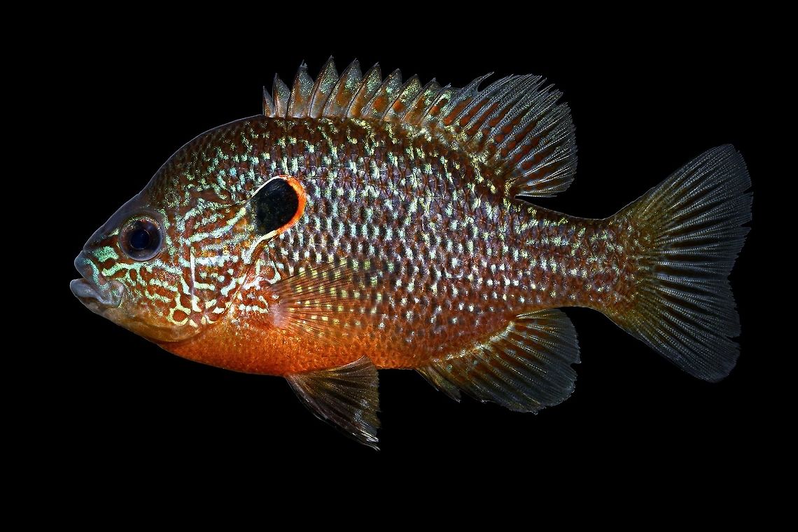 Probable Northern Sunfish-Wacatamika Creek, Muskingum River Drainage OH I'll have to wait on the genetics to come back on this fish to make a definitive ID, but based on it's physical features, I'm confident he is a Northern Sunfish(Lepomis peltastes). This fish came from one of at least three new potential populations we've discovered during our preliminary sampling efforts. More to come soon! Fall,Geotagged,Lepomis peltastes,Northern sunfish,United States