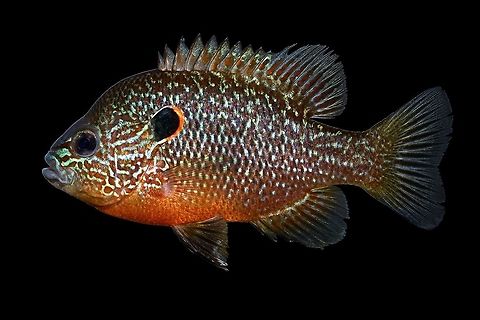 Probable Northern Sunfish-Wacatamika Creek, Muskingum River Drainage OH I'll have to wait on the genetics to come back on this fish to make a definitive ID, but based on it's physical features, I'm confident he is a Northern Sunfish(Lepomis peltastes). This fish came from one of at least three new potential populations we've discovered during our preliminary sampling efforts. More to come soon! Fall,Geotagged,Lepomis peltastes,Northern sunfish,United States
