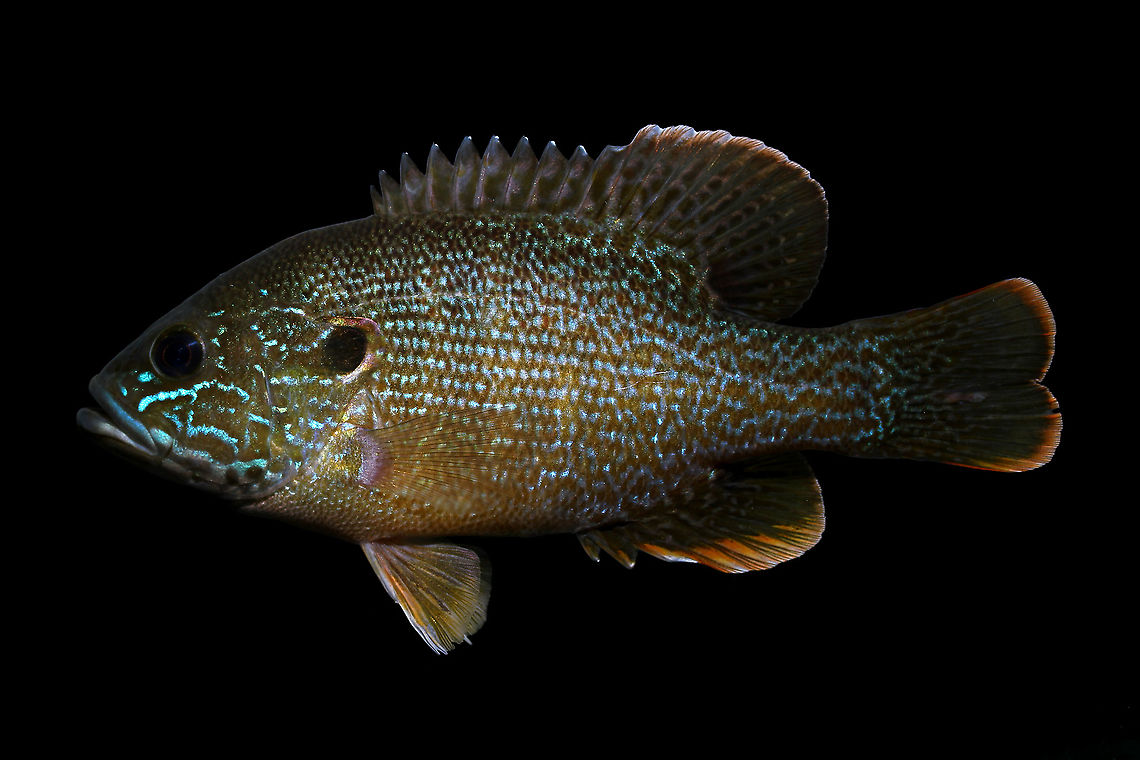 Green Sunfish-Hocking River Drainage, Ohio This is a species I've encountered quite frequently throughout the course of this megalotis/peltastes project. They tend to proliferate in degraded steams, so usually seeing large numbers of them isn't the best sign when looking for more sensitive species. This river system has gone through a lot of anthropogenically influenced stress over the past couple years, and therefore failed to produce any of the target species (Lepomis megalotis, which is rather sensitive to silt and degraded stream conditions) on this day. Since they were so common, I decided to photograph this larger individual, just for fun. Perhaps I can find a nice spawning male next year. Geotagged,Green sunfish,Lepomis cyanellus,Summer,United States