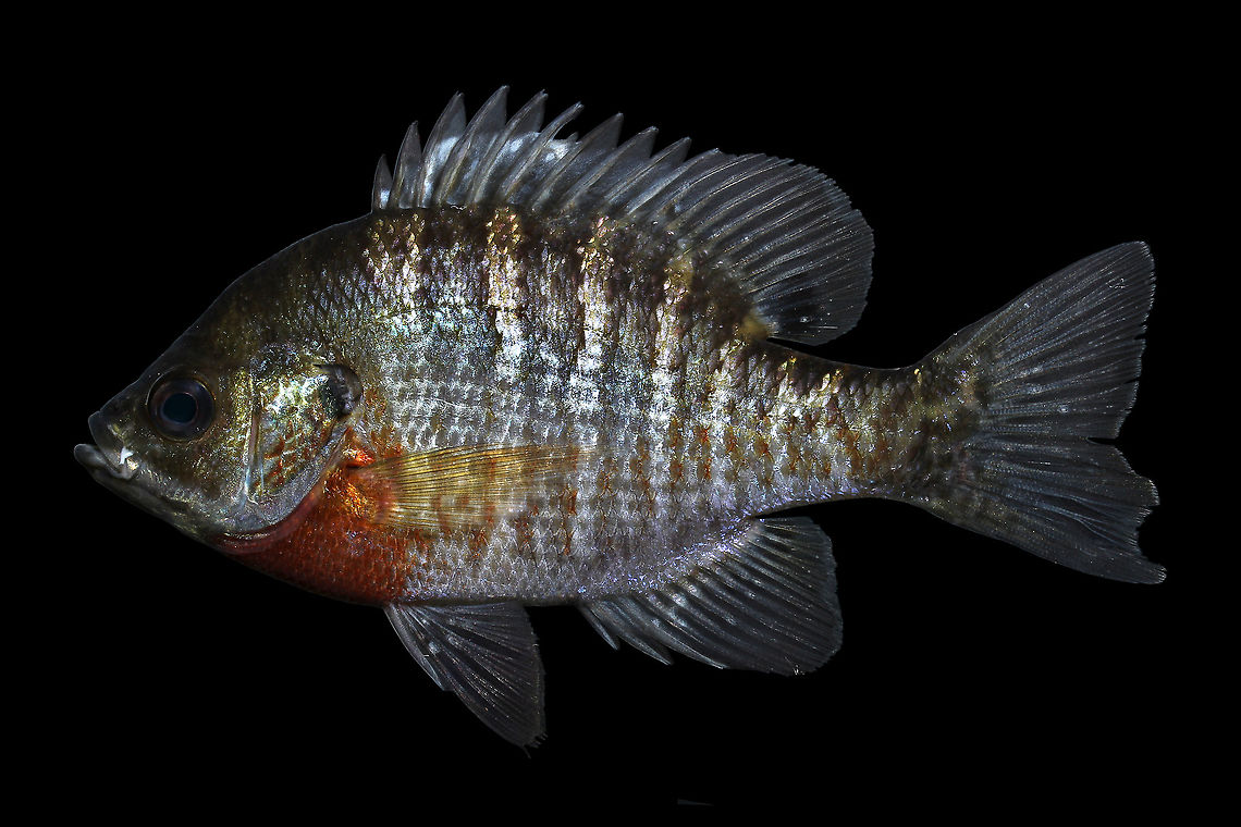 Bluegill Sunfish-Pawleys Island, South Carolina Pictured here is probably one of the most recognizable North American natives, With a natural range spanning much of the the eastern US, and introduced populations across the entire country, most people who have spent a casual day fishing at their city park or local lake have encountered these fish. As a testament to how aggressive they can be, this fish has an obvious crescent shaped bite out of it&#039;s lower caudal fin lobe, likely from another bluegill excited by the commotion.  Bluegill,Fall,Geotagged,Lepomis macrochirus,United States