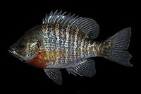 Bluegill Sunfish-Pawleys Island, South Carolina Pictured here is probably one of the most recognizable North American natives, With a natural range spanning much of the the eastern US, and introduced populations across the entire country, most people who have spent a casual day fishing at their city park or local lake have encountered these fish. As a testament to how aggressive they can be, this fish has an obvious crescent shaped bite out of it's lower caudal fin lobe, likely from another bluegill excited by the commotion. Bluegill,Fall,Geotagged,Lepomis macrochirus,United States