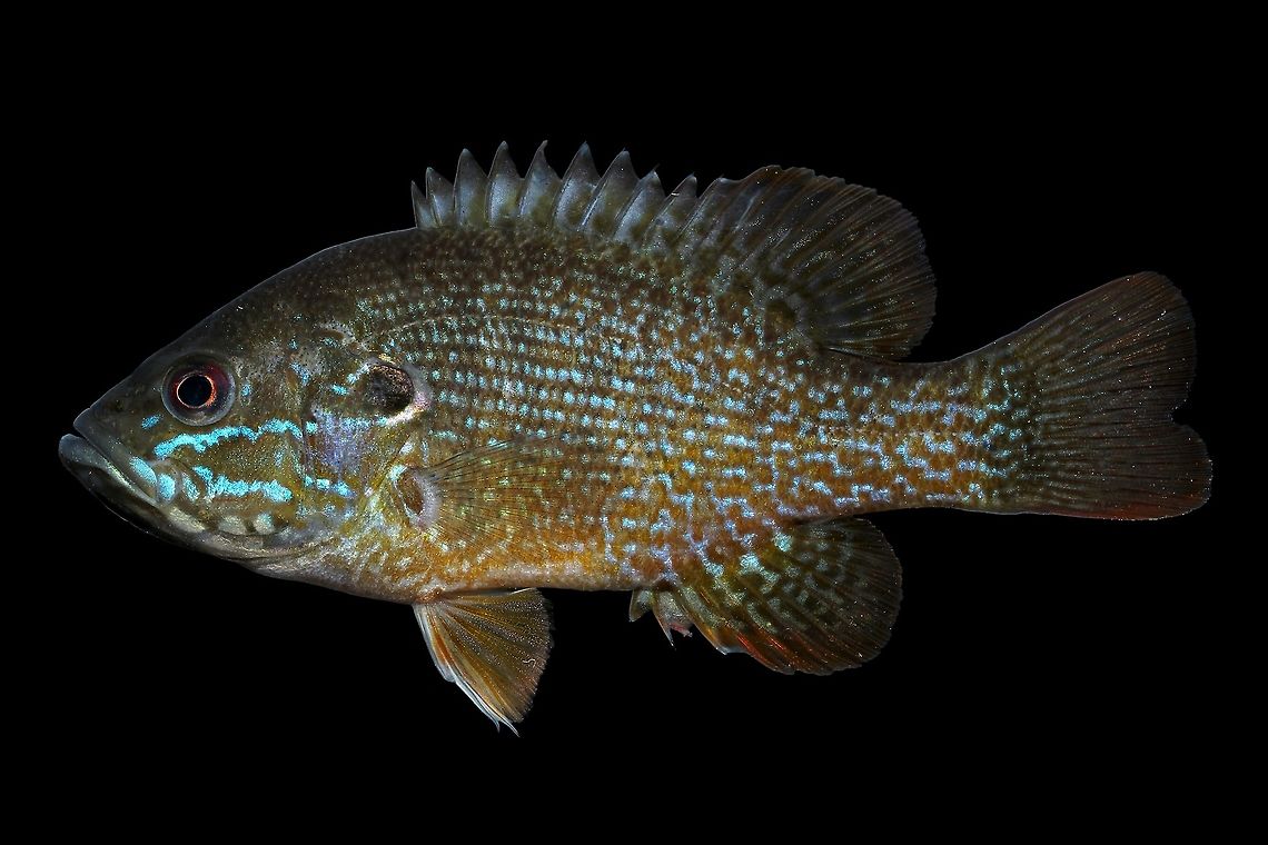 Green Sunfish-Middle Scioto River Drainage, Ohio  Fall,Geotagged,Green sunfish,Lepomis cyanellus,United States