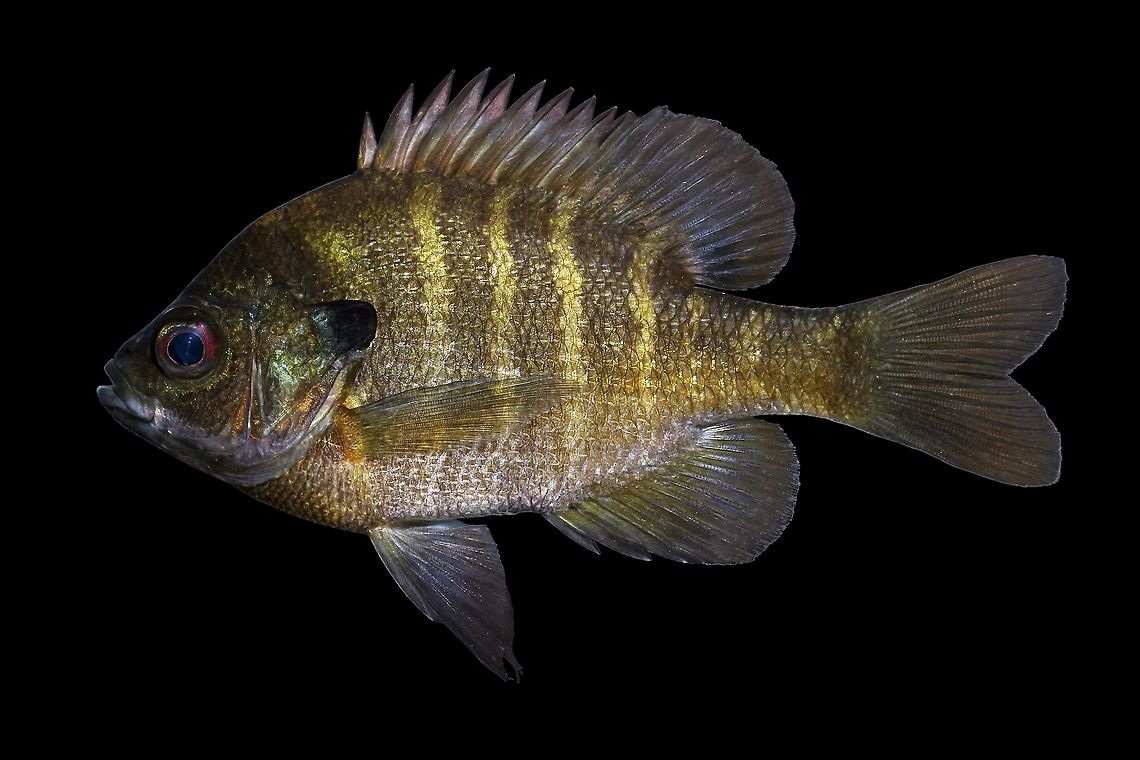 Coppernose Bluegill-Pawleys Island, South Carolina The Coppernose or &quot;Florida&quot; Bluegill subspecies, L. m. purpurescens, is widely distributed outside of their native range of Peninsular Florida. When in full spawning color, these fish usually have a whiteish-blueish patch of scales over their forehead, sometimes streaking down the side of the face and along the jaw line. Pictured here is a typical specimen one might encounter in areas where they have been introduced (usually escapees from intentional pond stocking). <br />
<figure class="photo"><a href="https://www.jungledragon.com/image/88567/bluegill_sunfish-pawleys_island_south_carolina.html" title="Bluegill Sunfish-Pawleys Island, South Carolina"><img src="https://s3.amazonaws.com/media.jungledragon.com/images/3547/88567_thumb.jpg?AWSAccessKeyId=05GMT0V3GWVNE7GGM1R2&Expires=1759968010&Signature=WiTTOuQ09%2FUeRSBDXk%2BH%2Fq0IMpA%3D" width="200" height="134" alt="Bluegill Sunfish-Pawleys Island, South Carolina Pictured here is probably one of the most recognizable North American natives, With a natural range spanning much of the the eastern US, and introduced populations across the entire country, most people who have spent a casual day fishing at their city park or local lake have encountered these fish. As a testament to how aggressive they can be, this fish has an obvious crescent shaped bite out of it&#039;s lower caudal fin lobe, likely from another bluegill excited by the commotion.  Bluegill,Fall,Geotagged,Lepomis macrochirus,United States" /></a></figure> Bluegill,Lepomis macrochirus