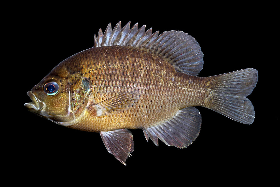 Spotted Sunfish-Wacamaw National Wildlife Refuge, South Carolina  Geotagged,Lepomis punctatus,Spotted sunfish,United States