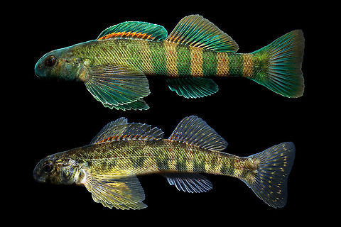 Greenside Darter (Male/Female Composite)-Great Miami River Drainage, Ohio  Etheostoma blennioides,Geotagged,Greenside darter,Spring,United States