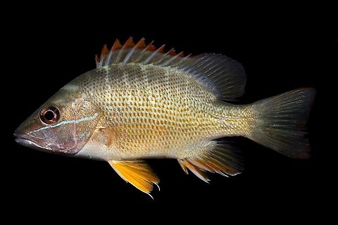 Dog Snapper-Pawleys Island, South Carolina I had to have this individual confirmed by a friend with the North Carolina DNR before I decided on it's ID, due to the fact that I caught it in a part of the Atlantic where it's rarely seen. At first I thought it was just a strange colored Mangrove Snapper (Lutjanus griseus), but I'm so glad I was wrong!  Dog snapper,Fall,Geotagged,Lutjanus jocu,United States
