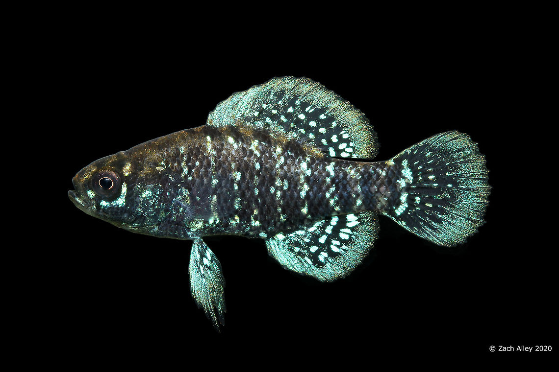 Bluebarred Pygmy Sunfish(Spawning Male)-Savannah River Drainage, South Carolina  Bluebarred pygmy sunfish,Elassoma okatie