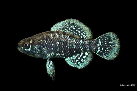 Bluebarred Pygmy Sunfish(Spawning Male)-Savannah River Drainage, South Carolina  Bluebarred pygmy sunfish,Elassoma okatie