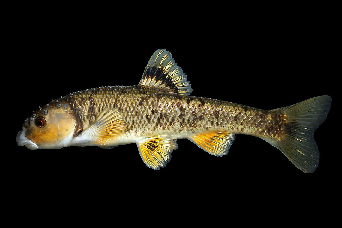 Central Stoneroller(Male)-Dix River Drainage, Kentucky  Campostoma anomalum,Central stoneroller,Geotagged,Spring,United States