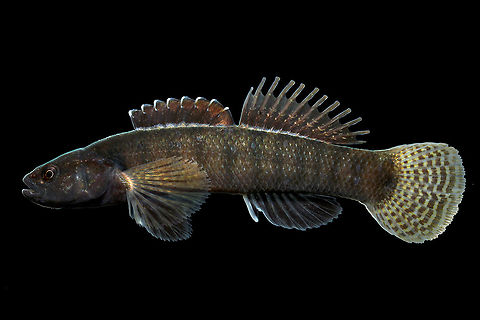 Egg-mimic darter, Tennessee  Egg-mimic darter,Etheostoma pseudovulatum