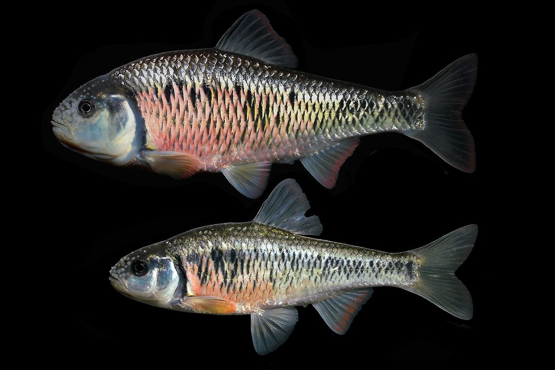 Striped Shiner Male Comparison Pictured here are my largest male striped shiner(top) I've encountered, vs. an average individual. The top fish is clearly full of testosterone  Geotagged,Luxilus chrysocephalus,Striped shiner,United States