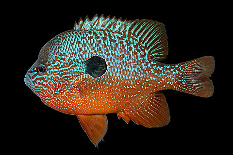 Osage Longear Sunfish(Male)-Osage River Drainage, Missouri This fish will be described as a different species come next year, but for now it falls under the "megalotis" umbrella Lepomis megalotis,Longear sunfish