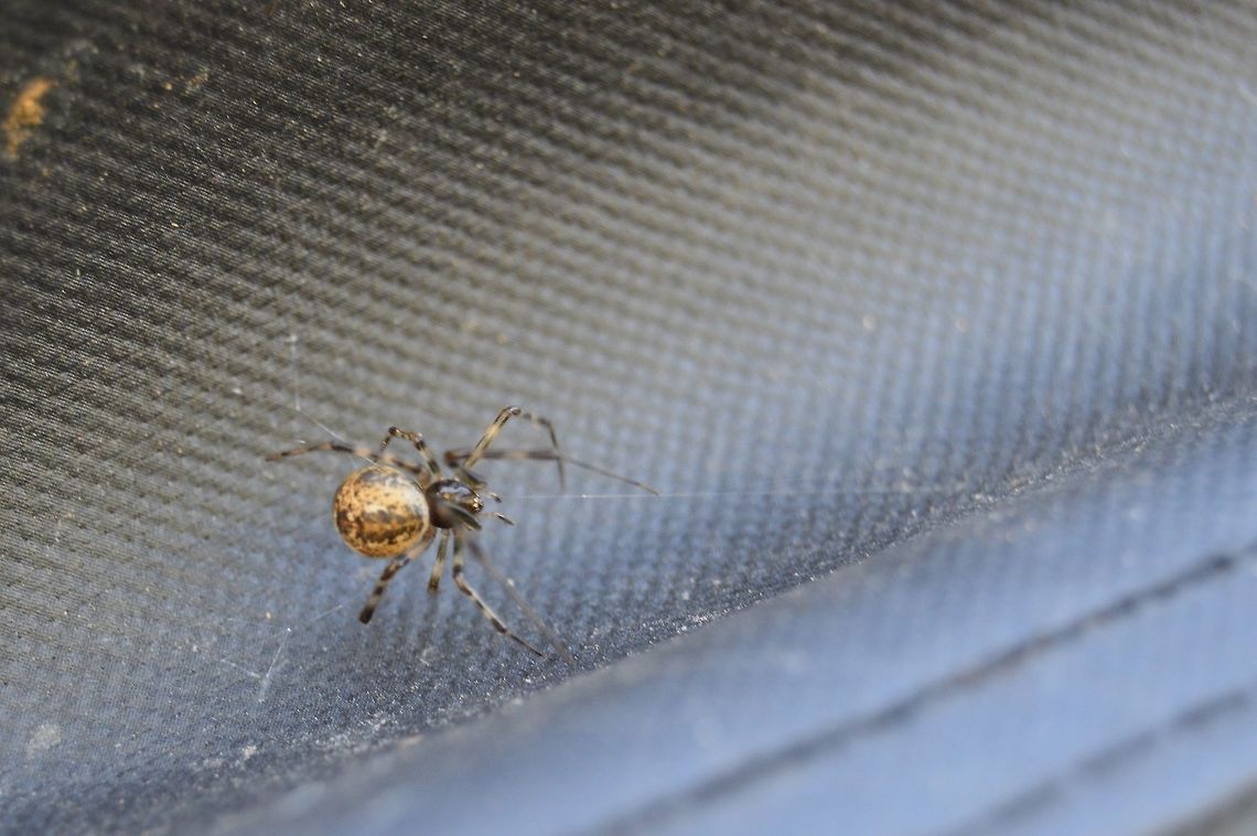 Common House Spider in Winter A little common house spider sheltering from the cold American House Spider,Arachnida,Geotagged,Parasteatoda tepidariorum,USA,United States,Winter,spider
