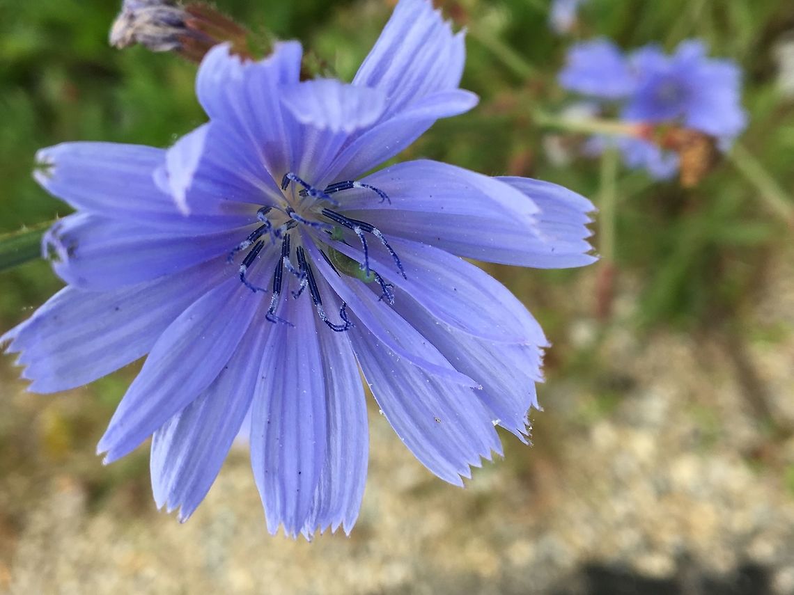 Common Chicory Photo of the wildflower Common chicory, [Cichorium intybus] found on a roadside. Cichorium intybus,Geotagged,Summer,United States,Wildflowers,common chicory