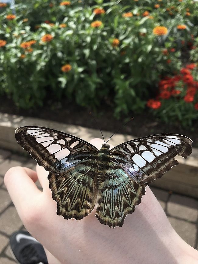 Docile Blue Clipper This was taken at the Como Park Zoo and Conservatory in the Butterfly Gardens. The butterfly pictured is the Blue Clipper [Parthenos sylvia] found in south and southeast Asia, mostly in forested areas. &ldquo;The clipper is a fast-flying butterfly and has a habit of flying with its wings flapping stiffly between the horizontal position and a few degrees below the horizontal.&rdquo; This is a re-upload, thank you to those who helped me fix the rotation issue! Butterfly,Clipper,Clipper Butterfly,Geotagged,Parthenos sylvia,Summer,United States,blue clipper