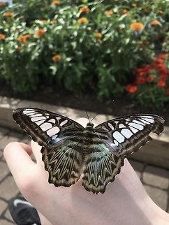 Docile Blue Clipper This was taken at the Como Park Zoo and Conservatory in the Butterfly Gardens. The butterfly pictured is the Blue Clipper [Parthenos sylvia] found in south and southeast Asia, mostly in forested areas. “The clipper is a fast-flying butterfly and has a habit of flying with its wings flapping stiffly between the horizontal position and a few degrees below the horizontal.” This is a re-upload, thank you to those who helped me fix the rotation issue! Butterfly,Clipper,Clipper Butterfly,Geotagged,Parthenos sylvia,Summer,United States,blue clipper