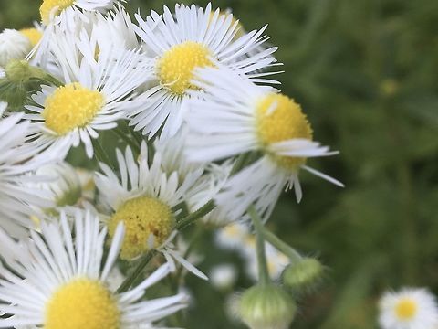 Imperfect Daisies[X] The flower in the photo may at first glance look like the Common Daisy, but it actually is the Daisy Fleabane!  The difference is the Common Daisy has fewer, thicker petals, while the Daisy Fleabane has been likened to have the appearance of “a daisy cut into thousands of petals.”

The Daisy’s Fleabane is also known as the “prairie fleabane” and is Erigeron strigosus, not Erigeron Annuus. Annual fleabane,Daisy,Daisy Fleabane,Erigeron Strigosus,Erigeron annuus,Erigeron strigosus,Geotagged,Prairie Fleabane,Prairie fleabane,United States,flowers,wildflower