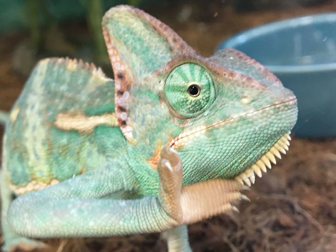 Veiled Chameleon This is a picture of a veiled chameleon I interacted with in a pet store. He looked like he was waving hi!  Chamaeleo calyptratus,Chameleon,Geotagged,Reptiles,Summer,United States,Veiled chameleon