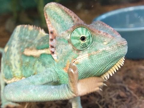 Veiled Chameleon This is a picture of a veiled chameleon I interacted with in a pet store. He looked like he was waving hi!  Chamaeleo calyptratus,Chameleon,Geotagged,Reptiles,Summer,United States,Veiled chameleon