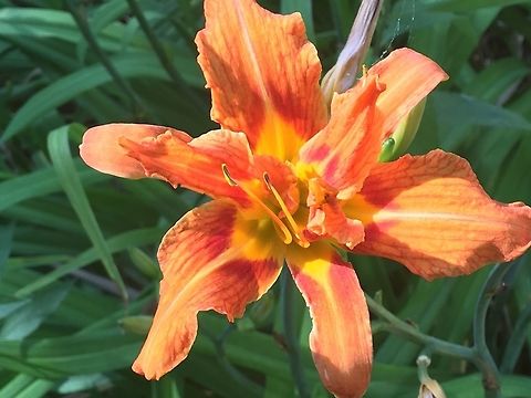 Orange Day lily “No, ma, that’s not a Tiger Lily” is what i say whenever we come across these beauties! The Orange day-lily is commonly mistaken for Lilium lancifolium aka the “Tiger Lily” but they are not even in the same family! The orange day-lily is not a true lily, but gets its name from its close resemblance to lilies and because it only blooms during the day. Flowers,Geotagged,Hemerocalis fulva,Hemerocallis fulva,Orange Daylily,Summer,day lily