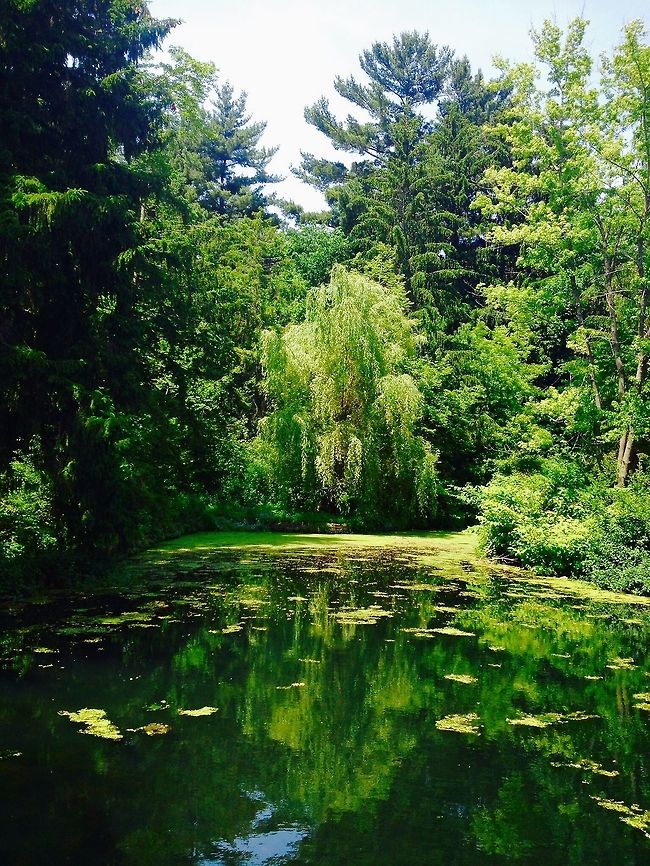Lone Willow This was one of my favorite spots in Eau Claire to visit, the Rod and Gun park! The place is just absolutely teeming with all sorts of critters from waterfowl, to frogs, to even the big snapping turtle “buddy”. I just loved how this photo was framed when it was taken, and to this day is one of my favorites I’ve ever taken. Geotagged,Green,Pond,Salix babylonica,Spring,United States,Weeping willow,trees
