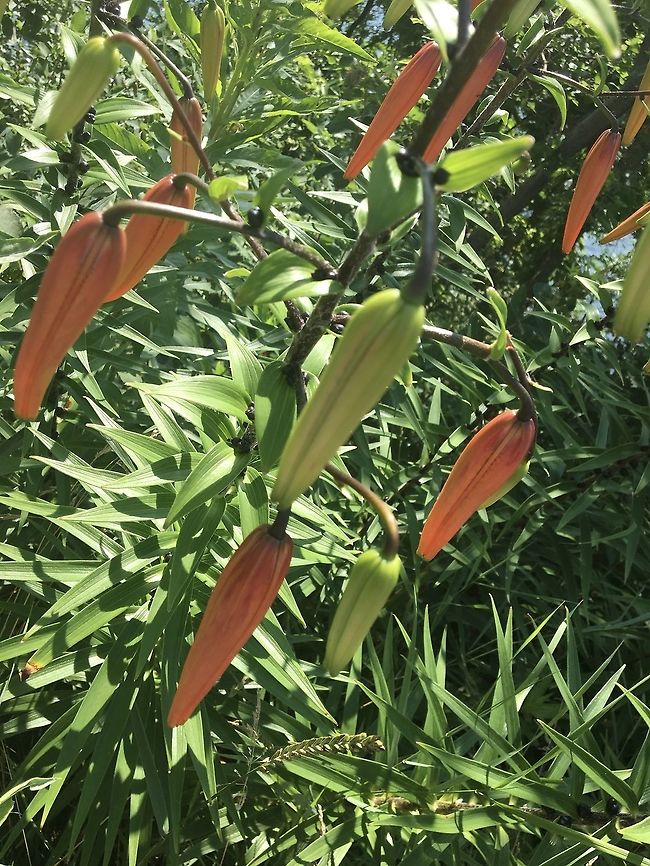 Tiger Lily Pods These are the buds of Lilium lancifolium, aka the Tiger Lily! What is unique about tiger lilies is the entire flower droops downward. They are one of my favorite flowers, but i haven&rsquo;t seen any since I took this photo in 2017! Flowers,Geotagged,Lilium lancifolium,Tiger lily,United States,lilies,lilium lancifolium