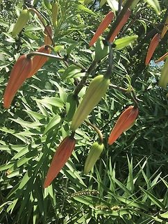 Tiger Lily Pods These are the buds of Lilium lancifolium, aka the Tiger Lily! What is unique about tiger lilies is the entire flower droops downward. They are one of my favorite flowers, but i haven&rsquo;t seen any since I took this photo in 2017! Flowers,Geotagged,Lilium lancifolium,Tiger lily,United States,lilies,lilium lancifolium