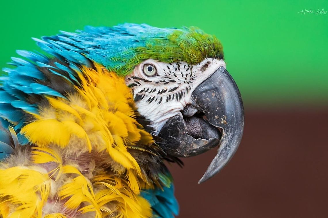 Blue-and-yellow macaw - ara ararauna - Ara bleu et jaune  Ara ararauna,Blue-and-yellow macaw,France,Geotagged