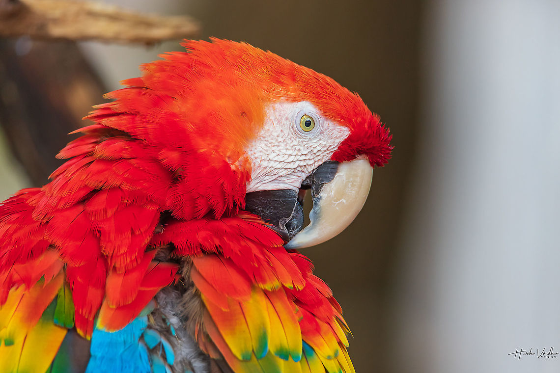 Red-and-green macaw - Ara chloropterus - Ara rouge et vert  Ara chloropterus,France,Geotagged,Red-and-green macaw,Summer