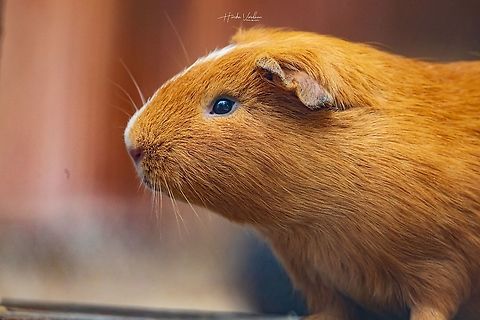 CUY - GUINEA PIG - Cavia porcellus  Cavia porcellus,France,Geotagged,Guinea pig