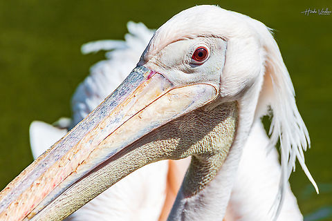 Great white pelican - Pelecanus onocrotalus - Grand pélican blanc  France,Geotagged,Great white pelican,Pelecanus onocrotalus,Summer