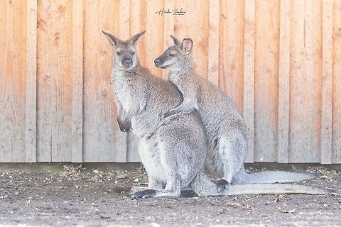 Red-necked wallaby- Wallaby De Bennett - Macropus Rufogriseus  France,Geotagged,Macropus rufogriseus,Red-necked wallaby orBennetts wallaby