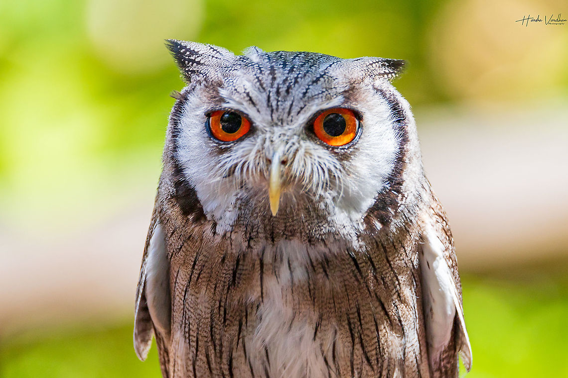 Northern white-faced owl - Ptilopsis leucotis - Petit duc &agrave; face blanche  France,Geotagged,Northern white-faced owl,Ptilopsis leucotis,Summer