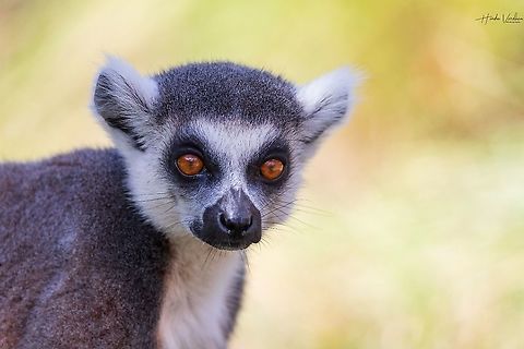 Ring-tailed lemur - Maki catta - Lemur catta  France,Geotagged,Lemur catta,Ring-tailed lemur