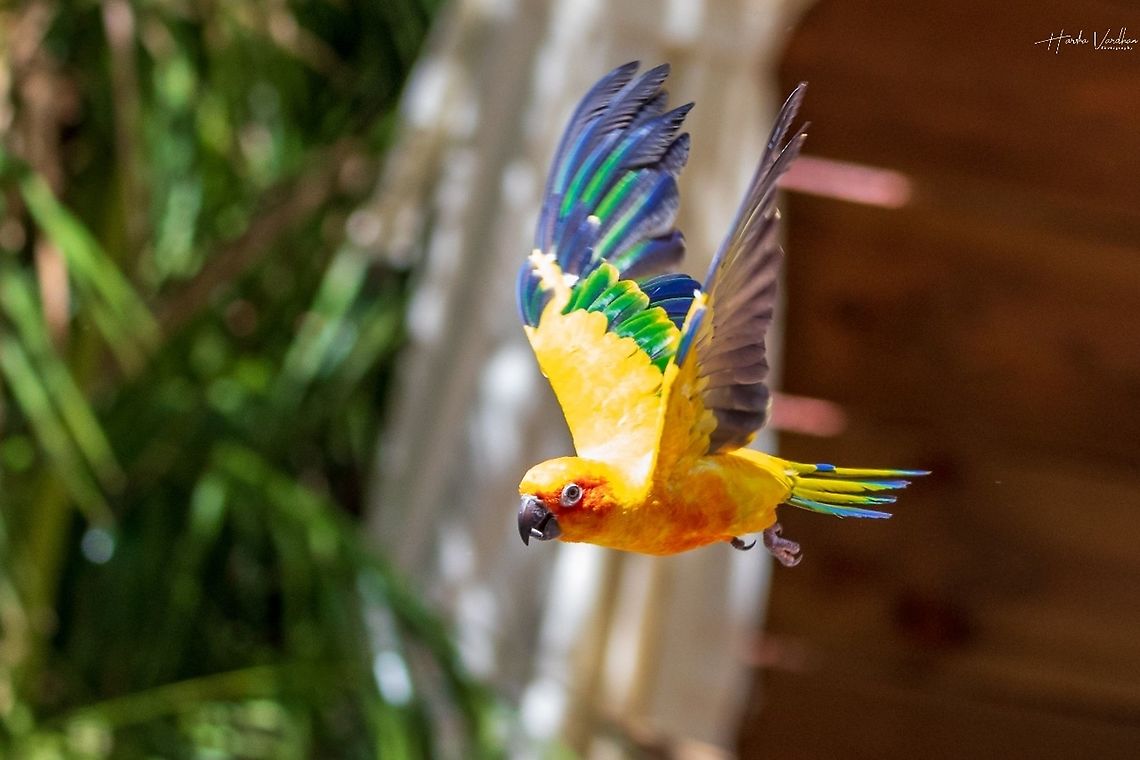 Sun Conure - Aratinga solstitialis  Aratinga solstitialis,France,Geotagged,Sun parakeet