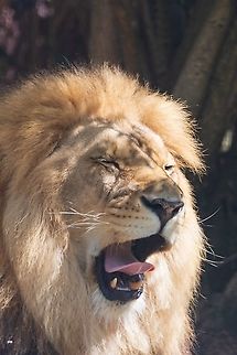 feeling sleepy  lion - Panthera leo  France,Geotagged,Lion,Panthera leo