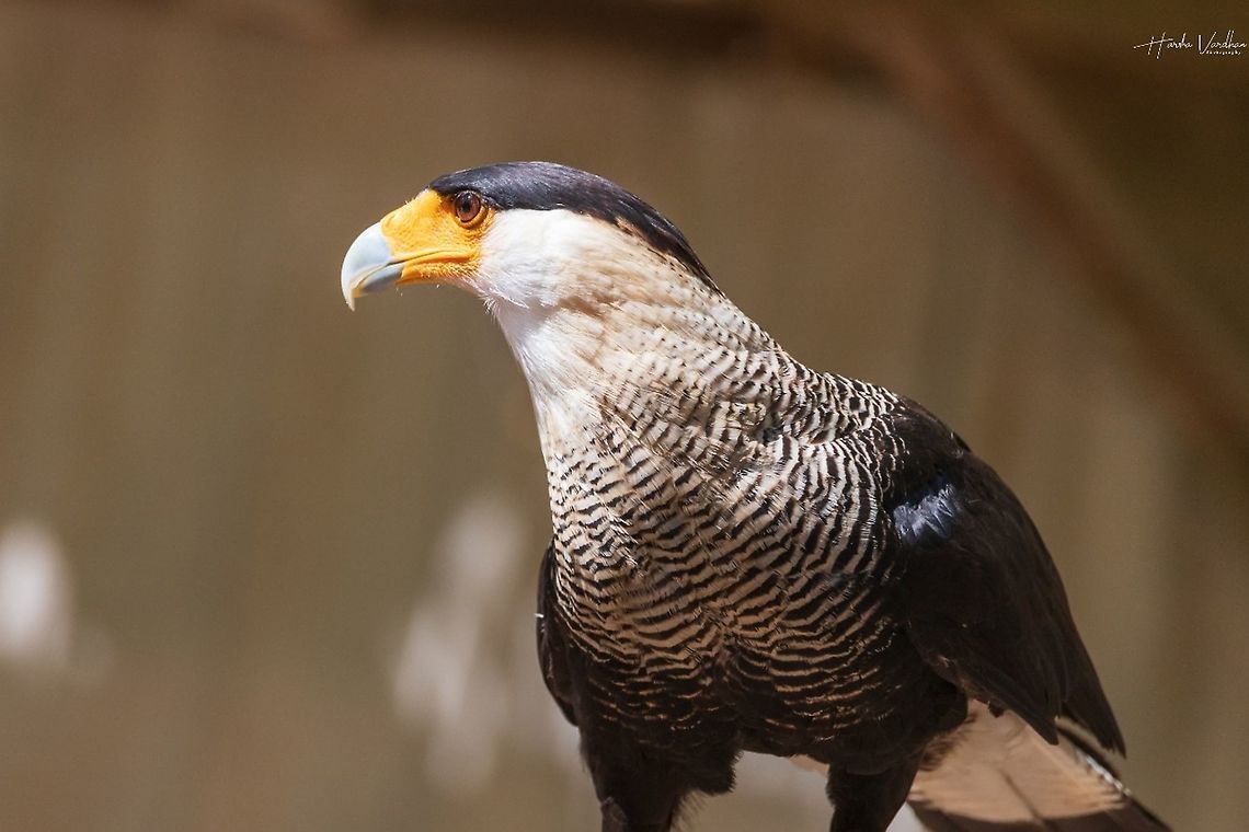 Southern Crested Caracara - Caracara plancus  Caracara plancus,France,Geotagged,Southern Crested Caracara