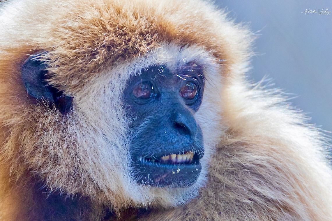 Lar gibbon - hylobates lar - Gibbon à mains blanches  France,Geotagged,Hylobates lar,Lar gibbon,Summer