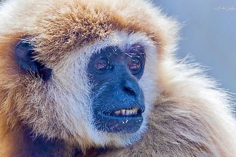 Lar gibbon - hylobates lar - Gibbon à mains blanches  France,Geotagged,Hylobates lar,Lar gibbon,Summer