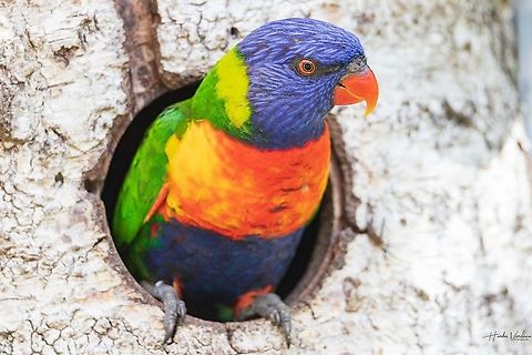 Rainbow lorikeet - Trichoglossus moluccanus  France,Geotagged,Rainbow lorikeet,Trichoglossus moluccanus