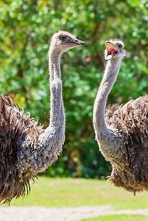 Common ostrich (Autruche d'Afrique) - Struthio camelus  France,Geotagged,Ostrich,Struthio camelus